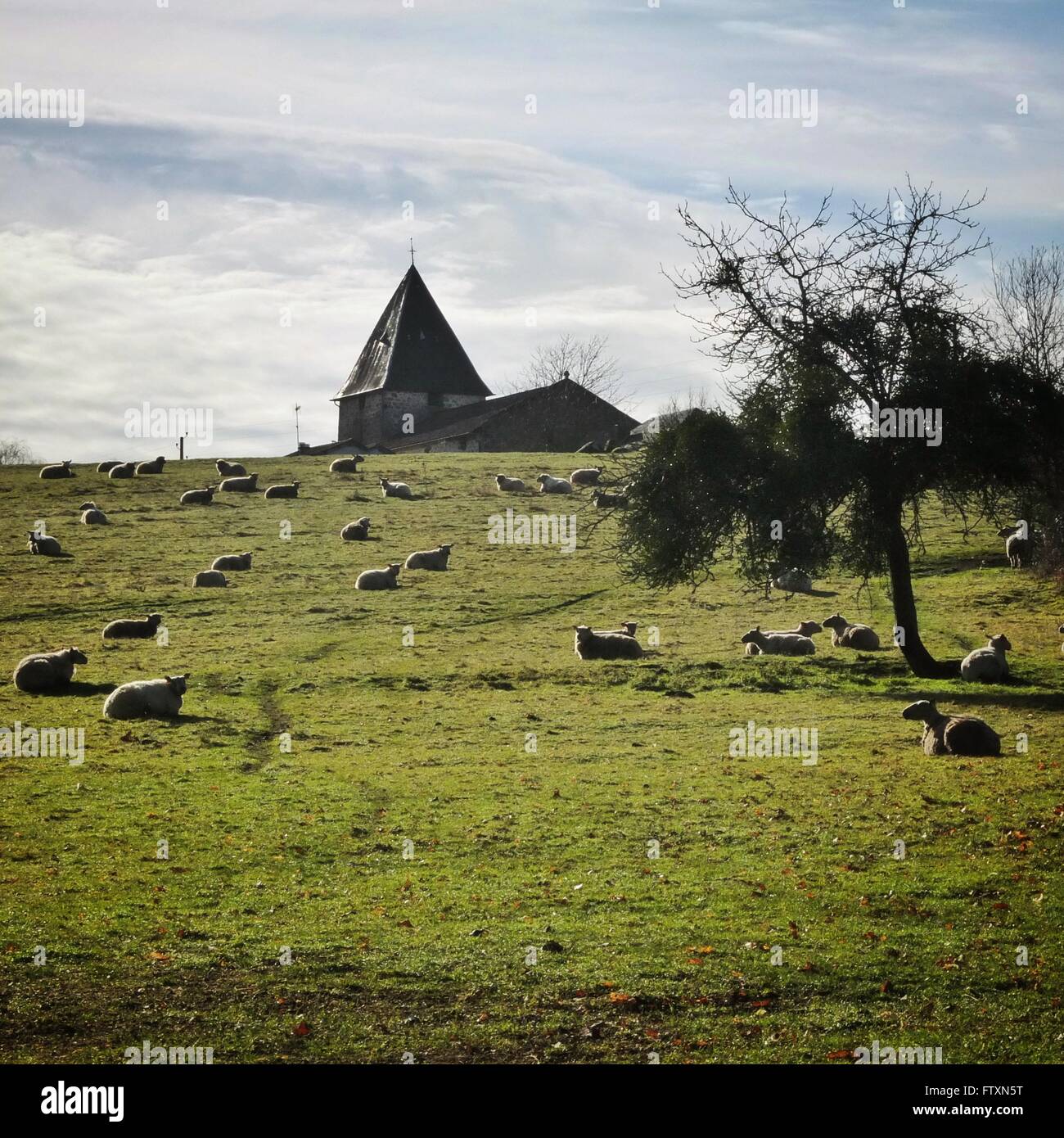 Moutons dans un champ avec en arrière-plan, Confolens, Charente, France Banque D'Images