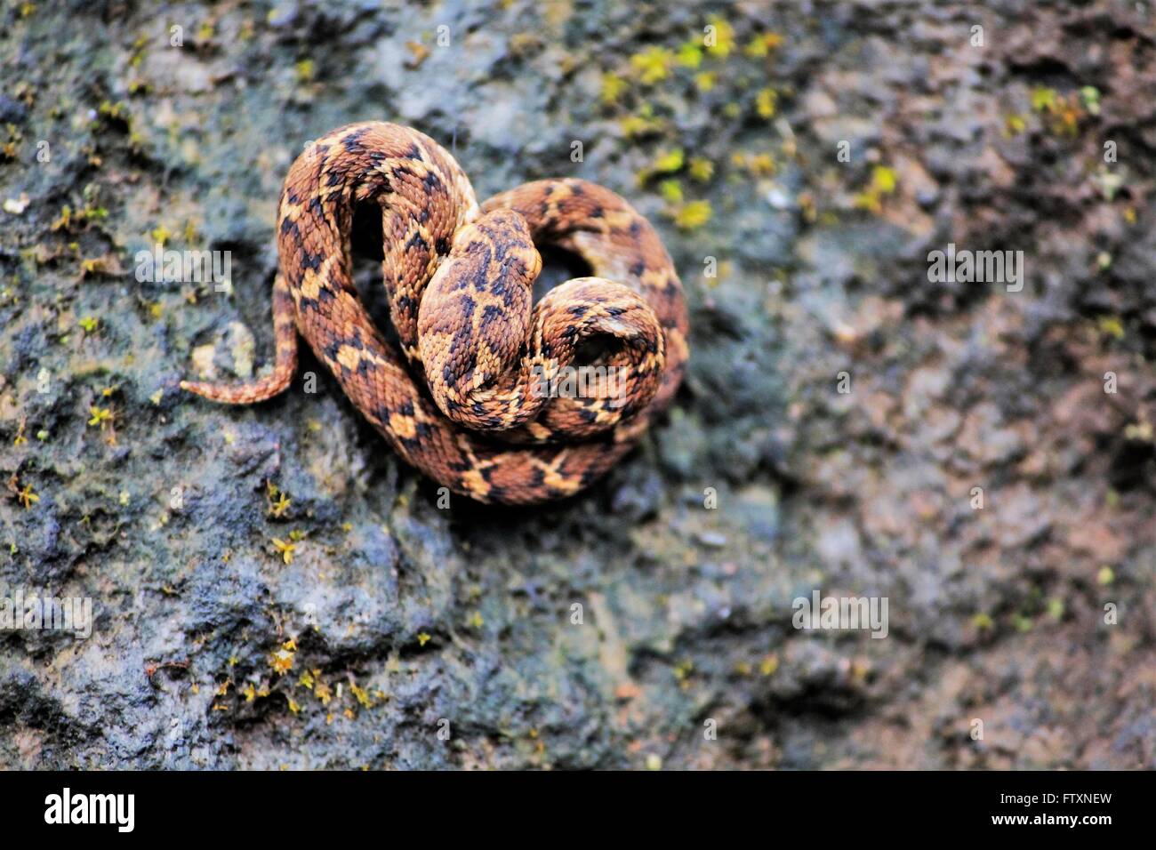 Vue aérienne d'une vipère de Russell's snake prêt à frapper, Maharashtra, Inde Banque D'Images