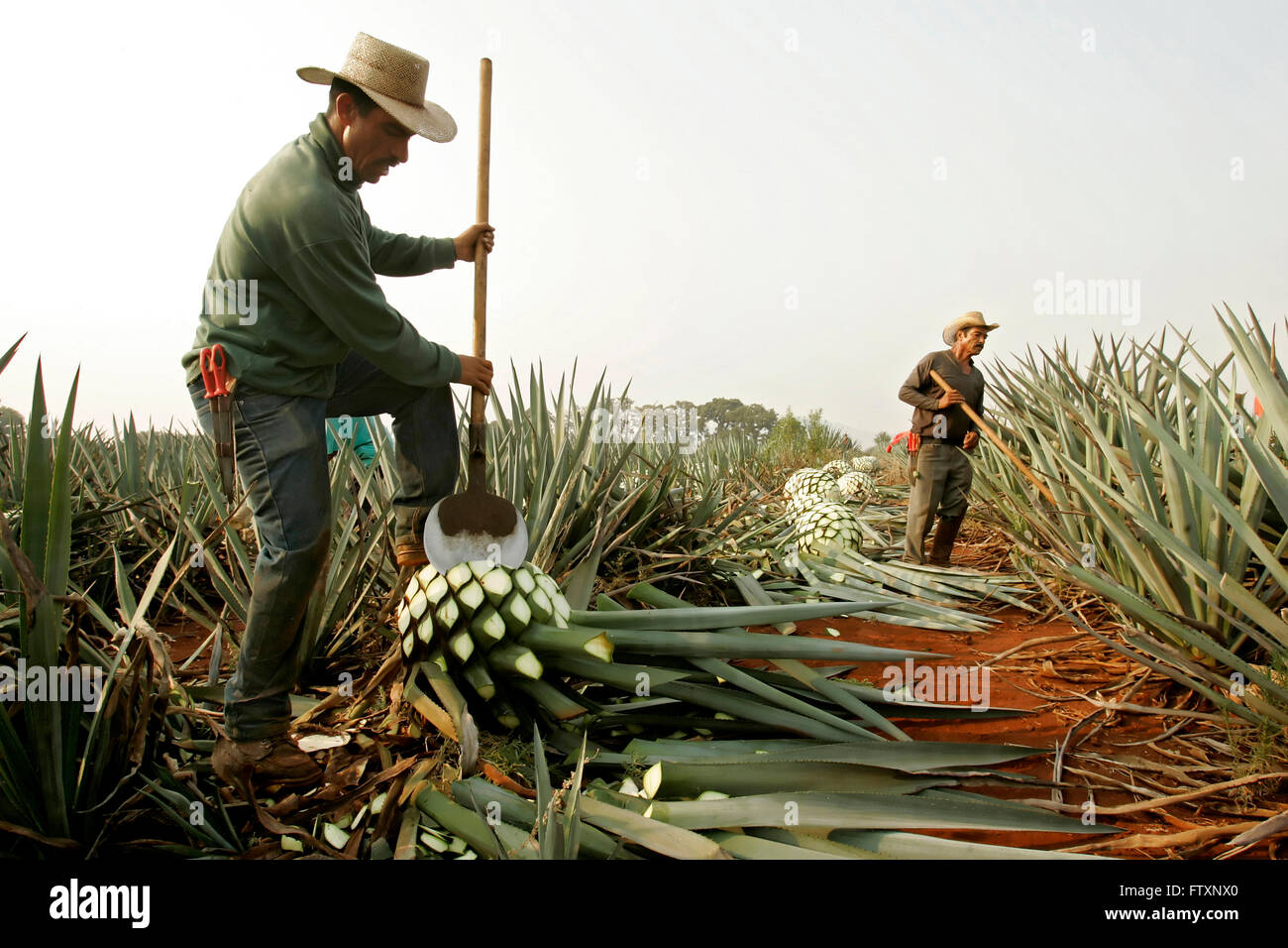Les travailleurs agricoles appelé 'jimadores' couper les feuilles de l'agave. Banque D'Images