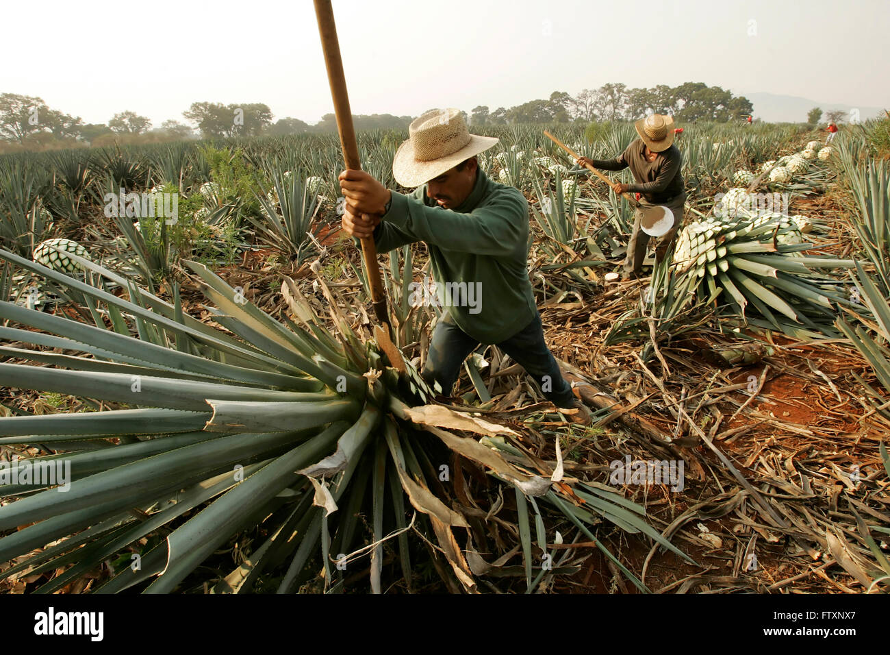 Travailleur de l'agave, appelé "jimador, coupes' les feuilles de l'agave. Banque D'Images