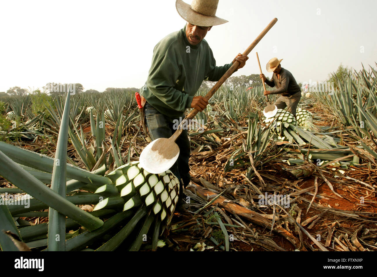 Travailleur de l'agave, appelé "jimador, coupes' les feuilles de l'agave. Banque D'Images