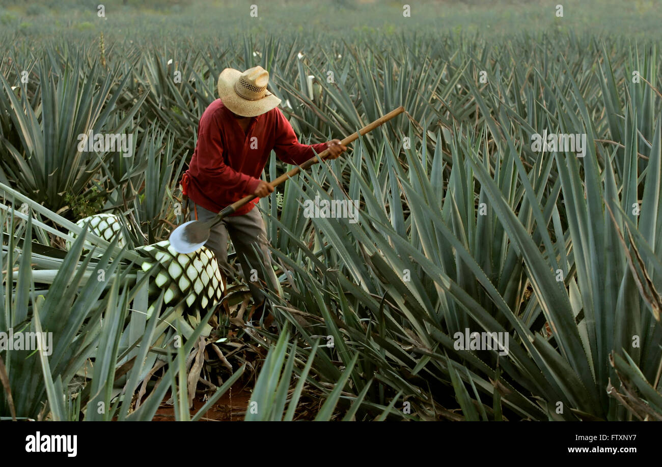 Travailleur agricole appelé "jimador" coupe les feuilles de l'agave. Banque D'Images