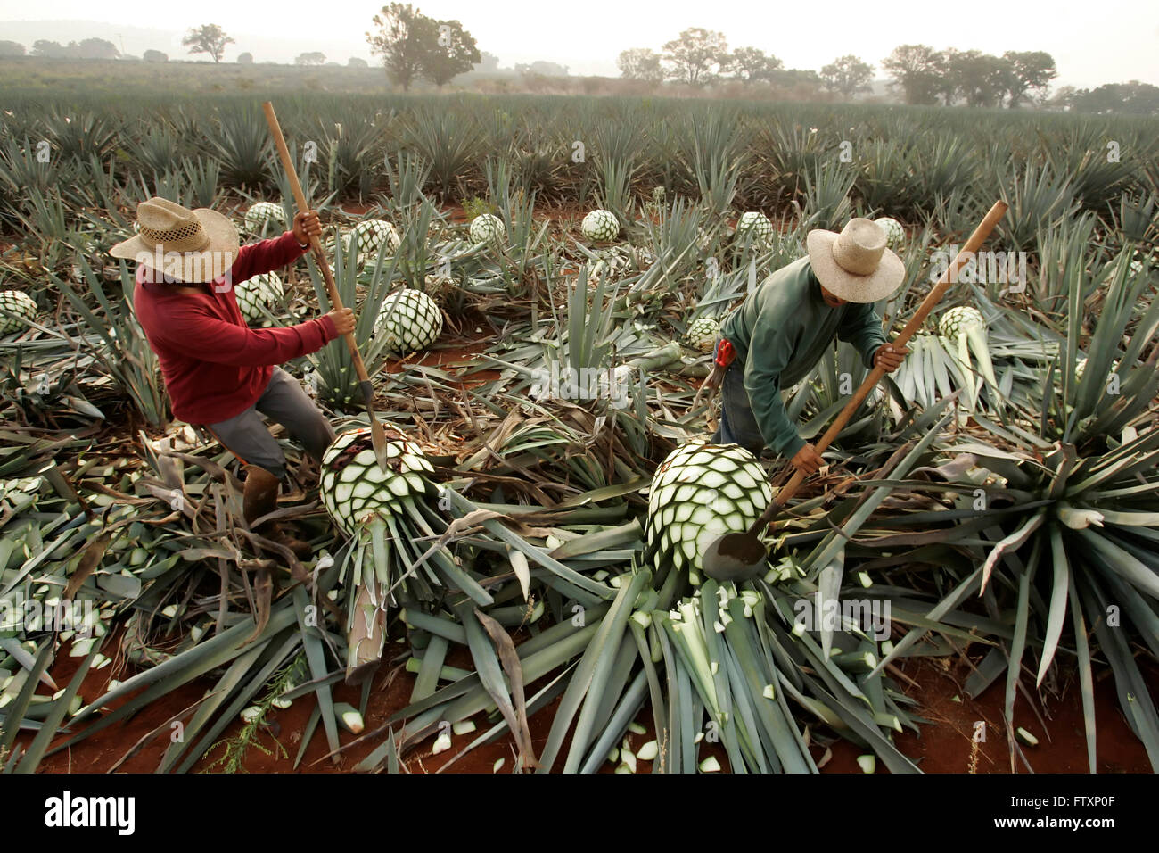 Les travailleurs agricoles appelé 'jimadores' couper les feuilles de l'agave. Banque D'Images