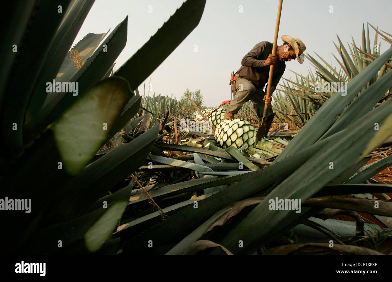 Travailleur agricole appelé "jimador" coupe les feuilles de l'agave. Banque D'Images