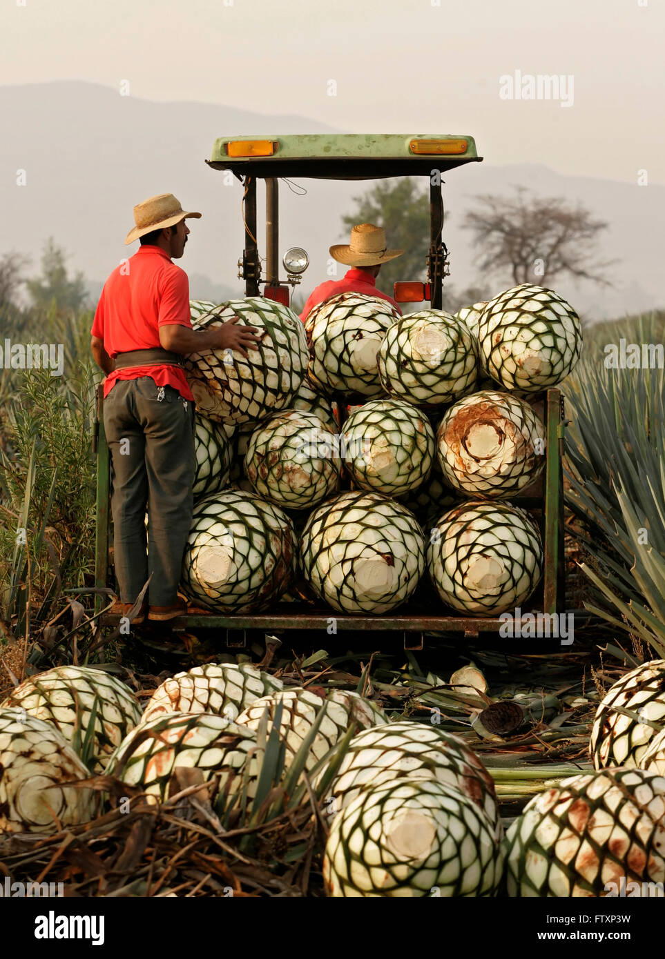 Les travailleurs d'Agave récolter le cœur de l'agave. Banque D'Images