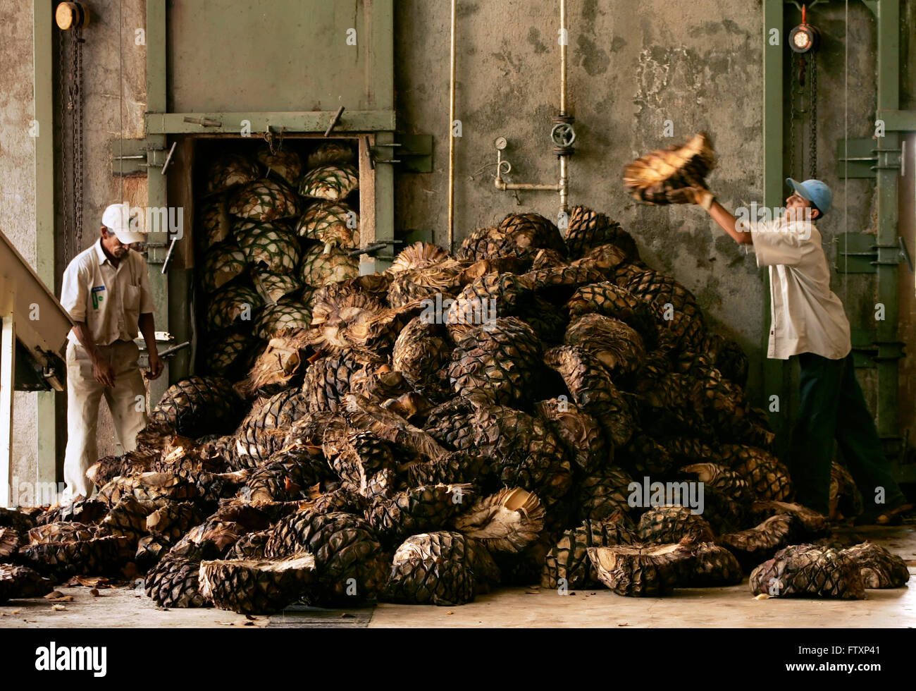 Charge des travailleurs de la cuite coeur agave bleu dans une distillerie. Banque D'Images