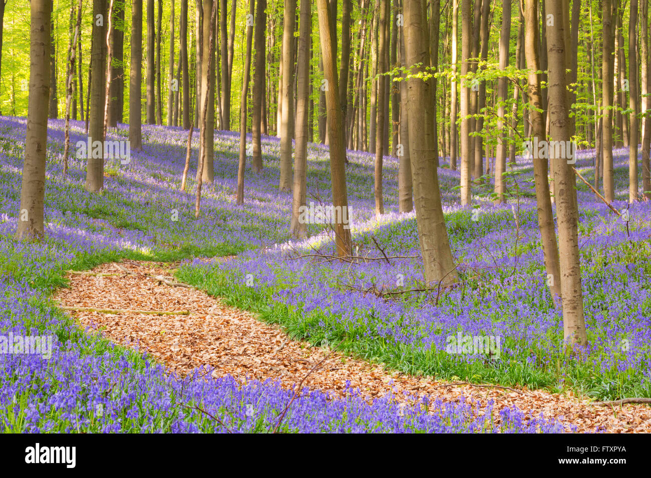 Un chemin à travers une belle forêt bluebell en fleurs. Photographié dans la forêt de Halle (Hallerbos) en Belgique. Banque D'Images