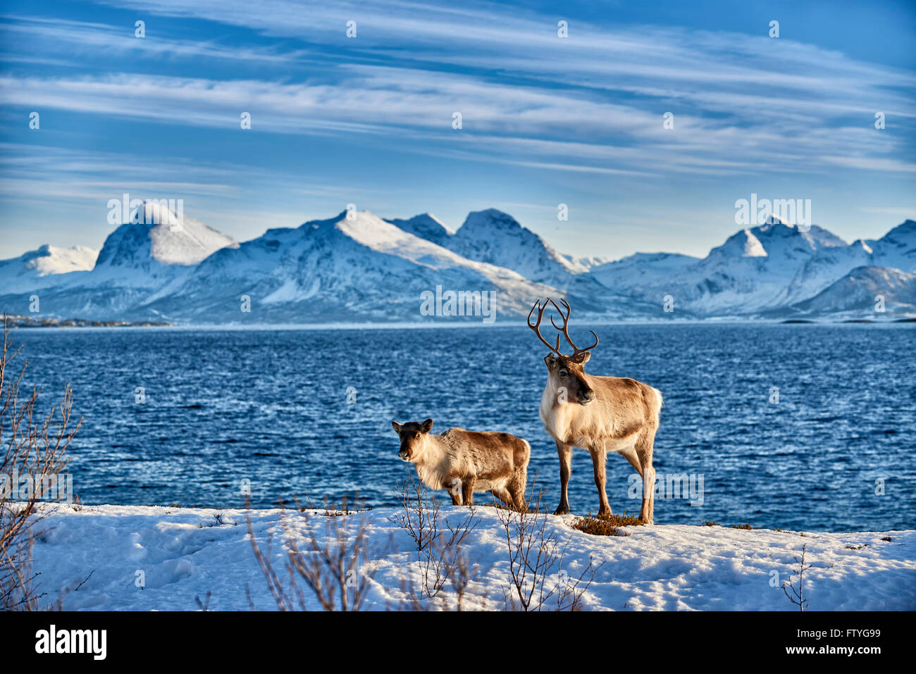 Renne, Rangifer tarandus, en mer avec le paysage de montagne sur l'île de Senja, Troms, Norvège, Europe Banque D'Images