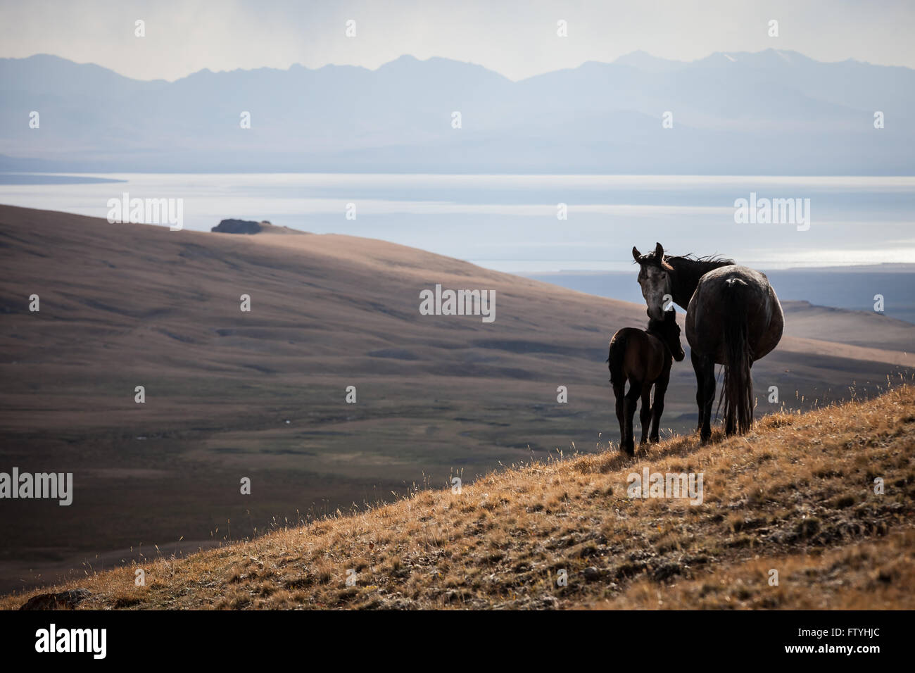Le Kirghizistan, le Kirghizistan, le lac Song Kul, en Asie, en Asie centrale, les chevaux. Banque D'Images Le Kirghizistan, le Kirghizistan, le lac Song Kul, en Asie, en Asie centrale, les chevaux. Banque D'Images