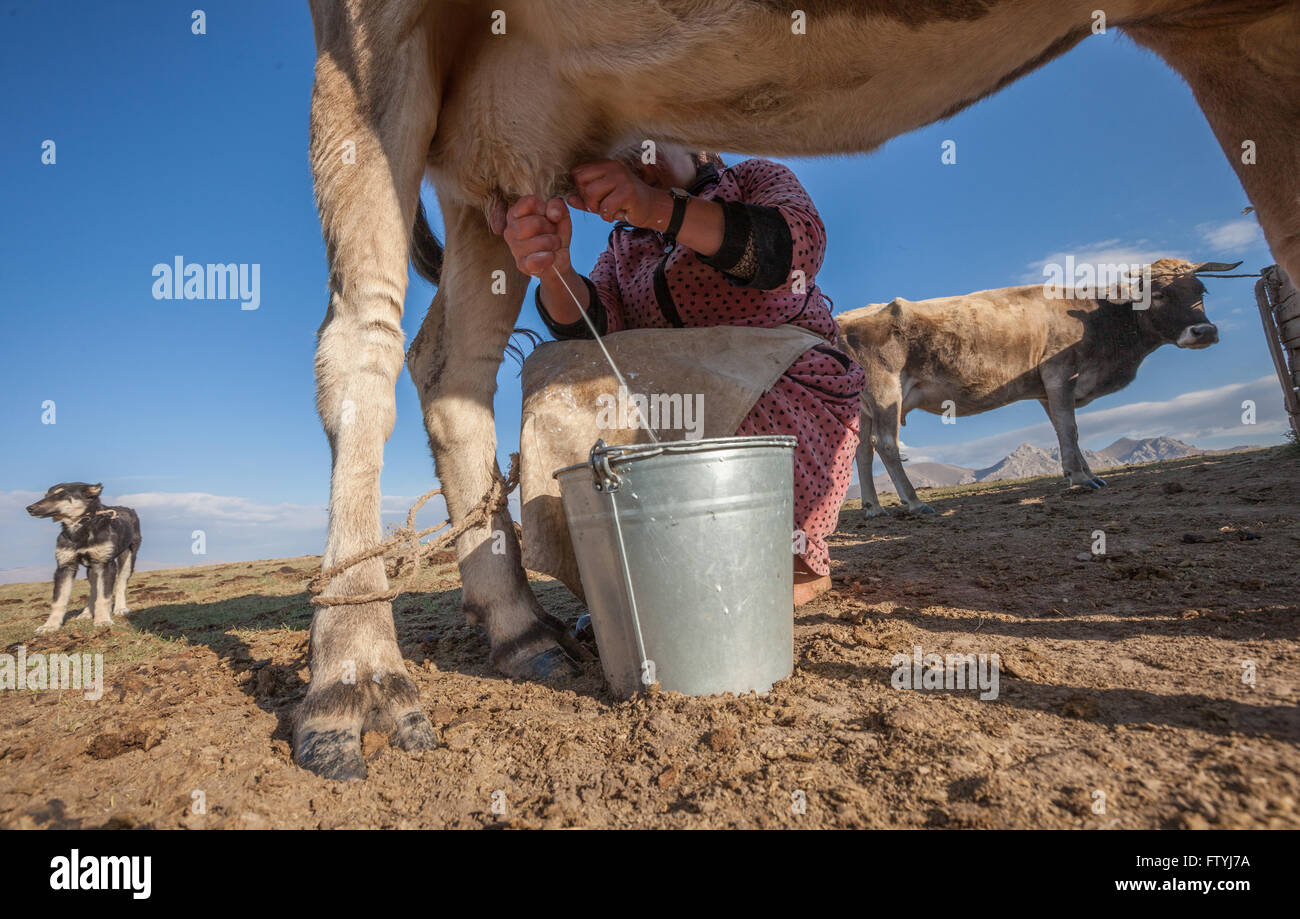 Le Kirghizistan, le Kirghizistan, l'Asie, une vieille dame le lait de vache. Banque D'Images