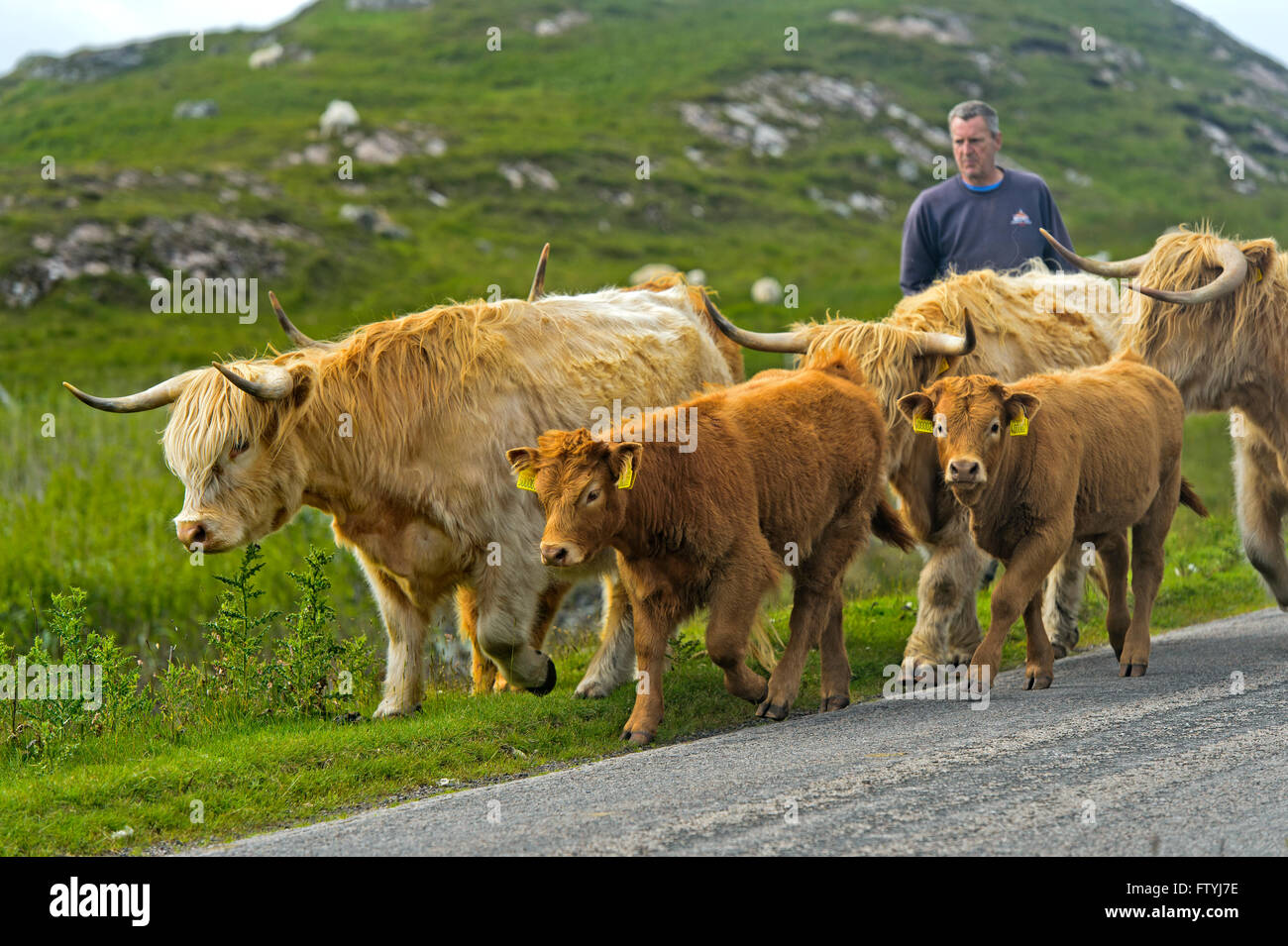 Conduite Crofter un troupeau de bovins highland écossais ou Kyloe, sur une étroite route de campagne, l'Assynt, l'Écosse, la France Logiciel Banque D'Images