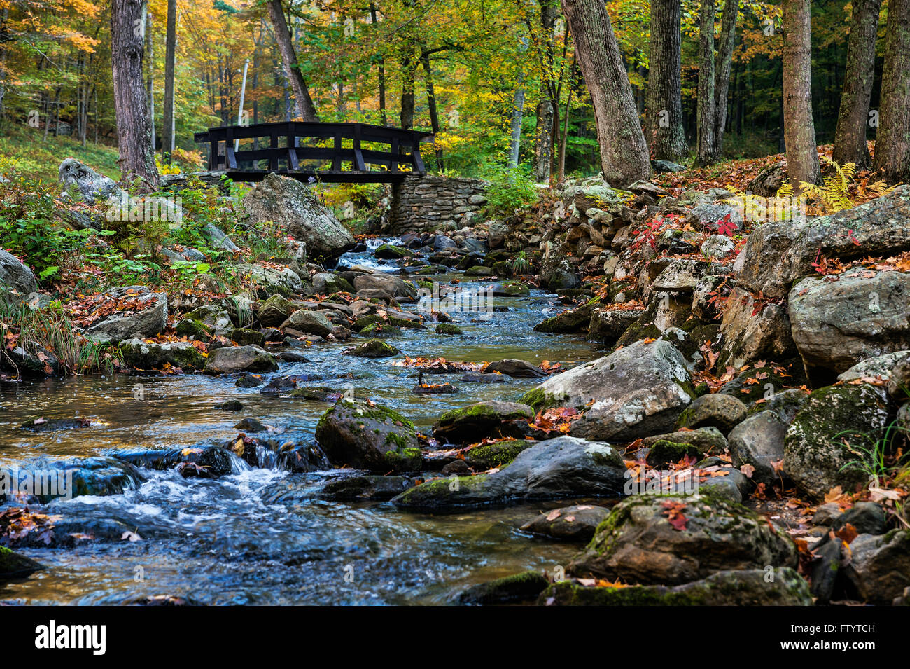 Autumn Forest, lecture, Vermont, Etats-Unis Banque D'Images