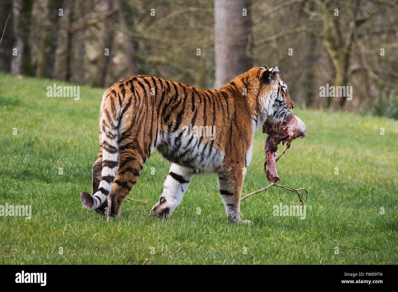 Un tigre pendant temps d'alimentation à Longleat Safari Park Banque D'Images