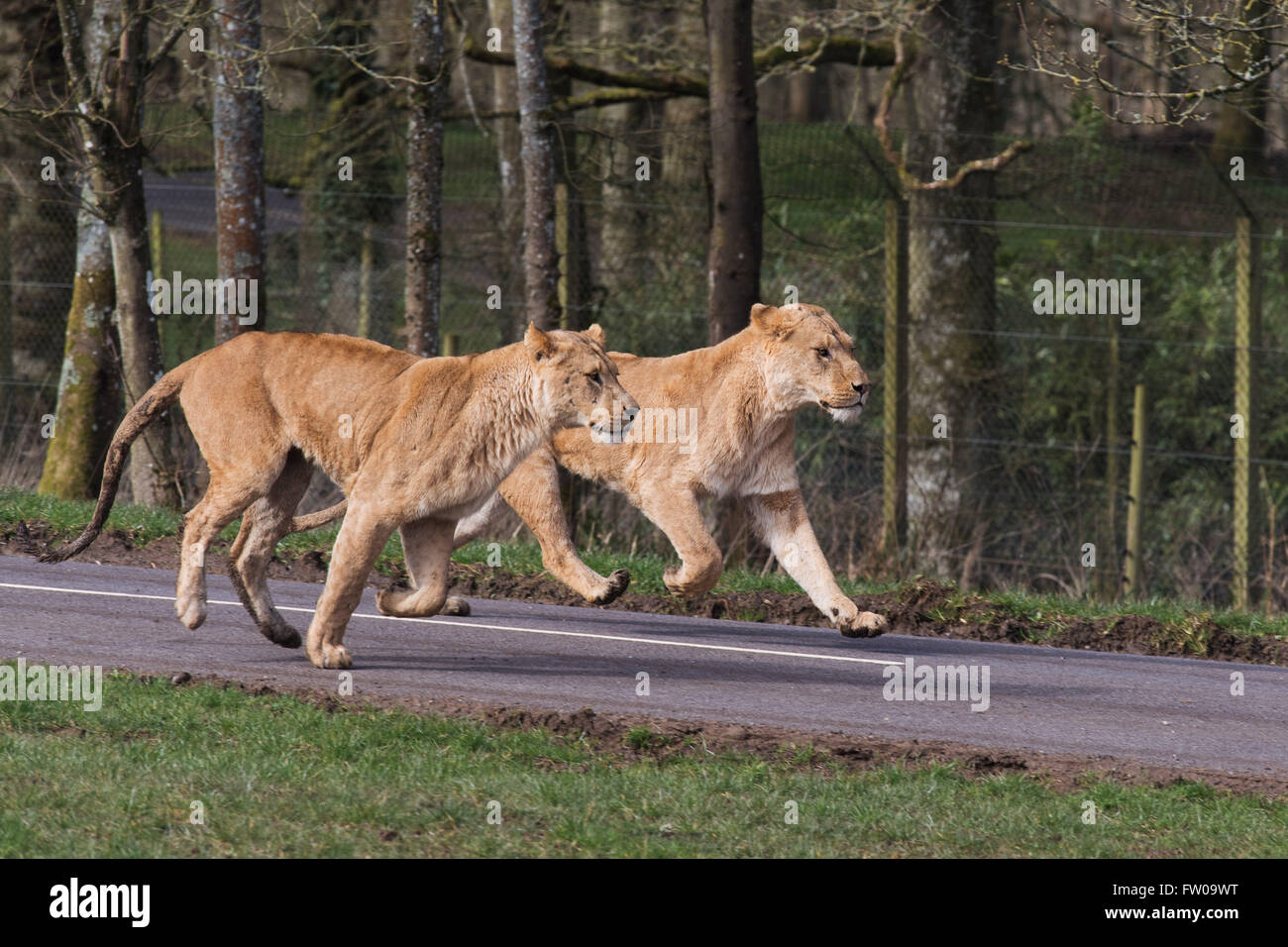 Lionnes de fonctionner après un temps d'alimentation au cours de l'alimentation du tracteur à Longleat Safari Park Banque D'Images