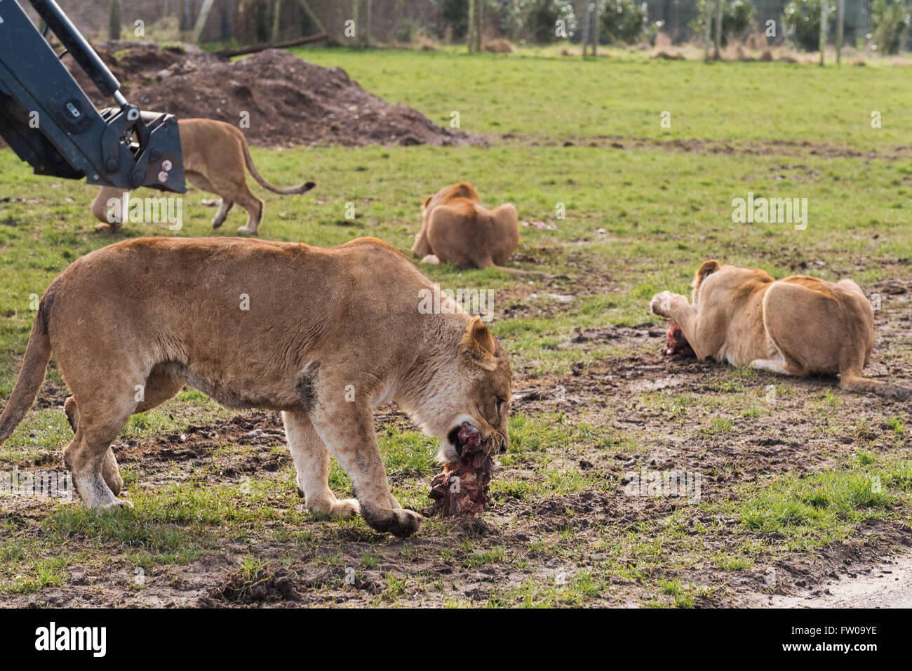 Au cours de l'alimentation des Lions de temps à Longleat Safari Park Banque D'Images