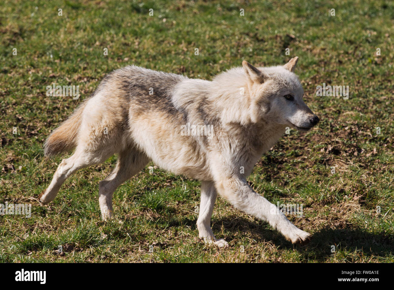 Un loup au parc safari de Longleat Banque D'Images