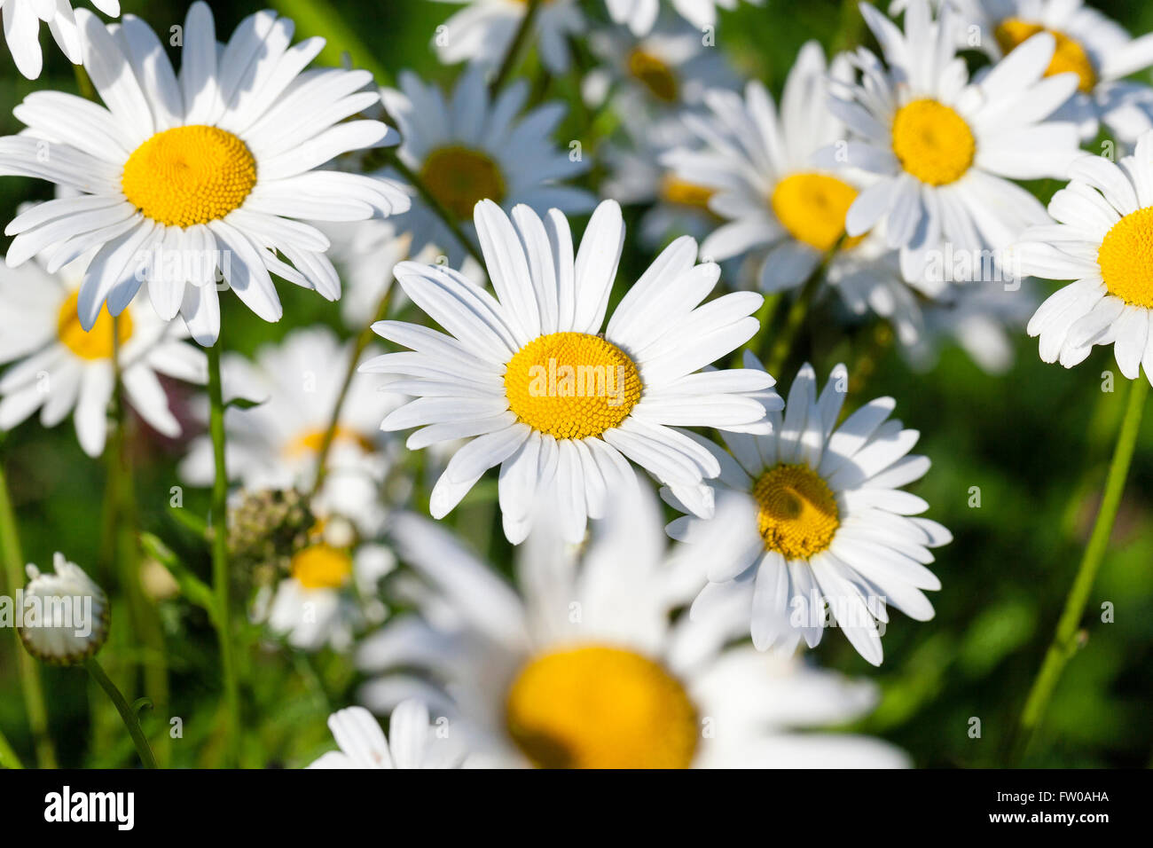 Marguerite blanche , printemps Banque D'Images