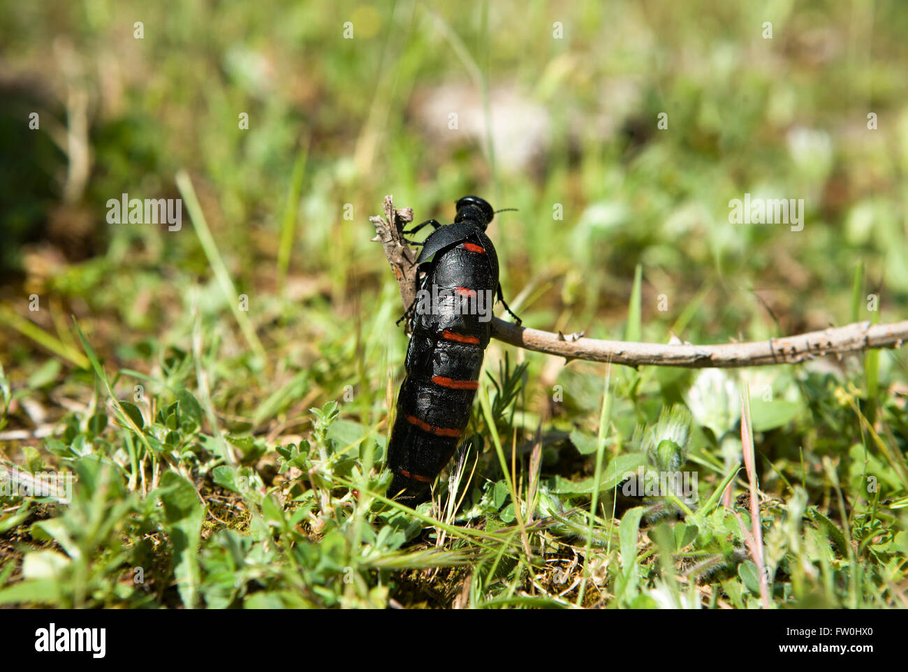 Blister beetle l'ascension d'une usine, Alor, Estrémadure, Espagne Banque D'Images