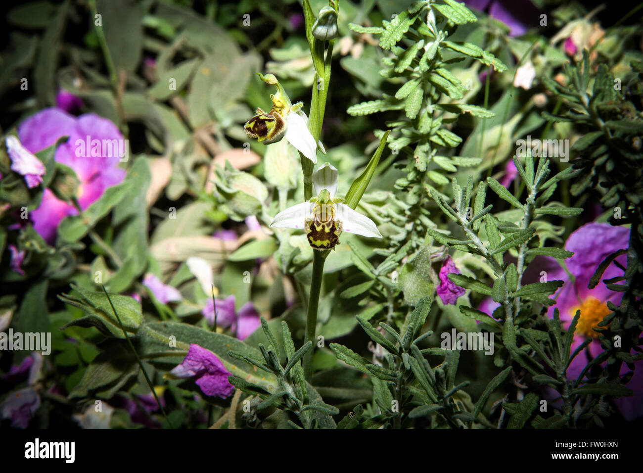 Petite orchidée sauvage sur les plantes vertes, de fond naturel Alor, Estrémadure, Espagne Banque D'Images