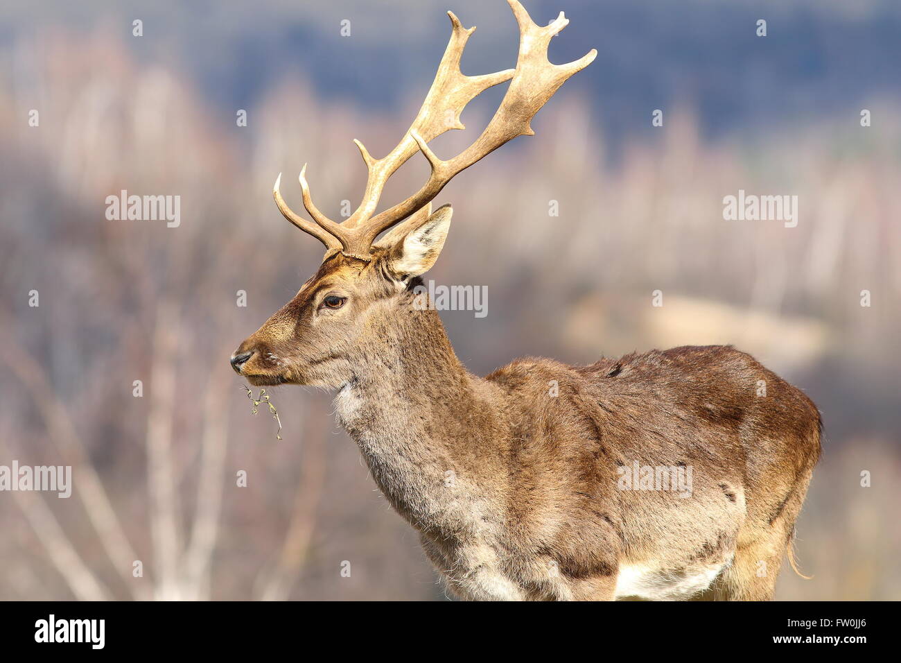Close up de daims cerf dans une clairière ( Dama dama ) Banque D'Images