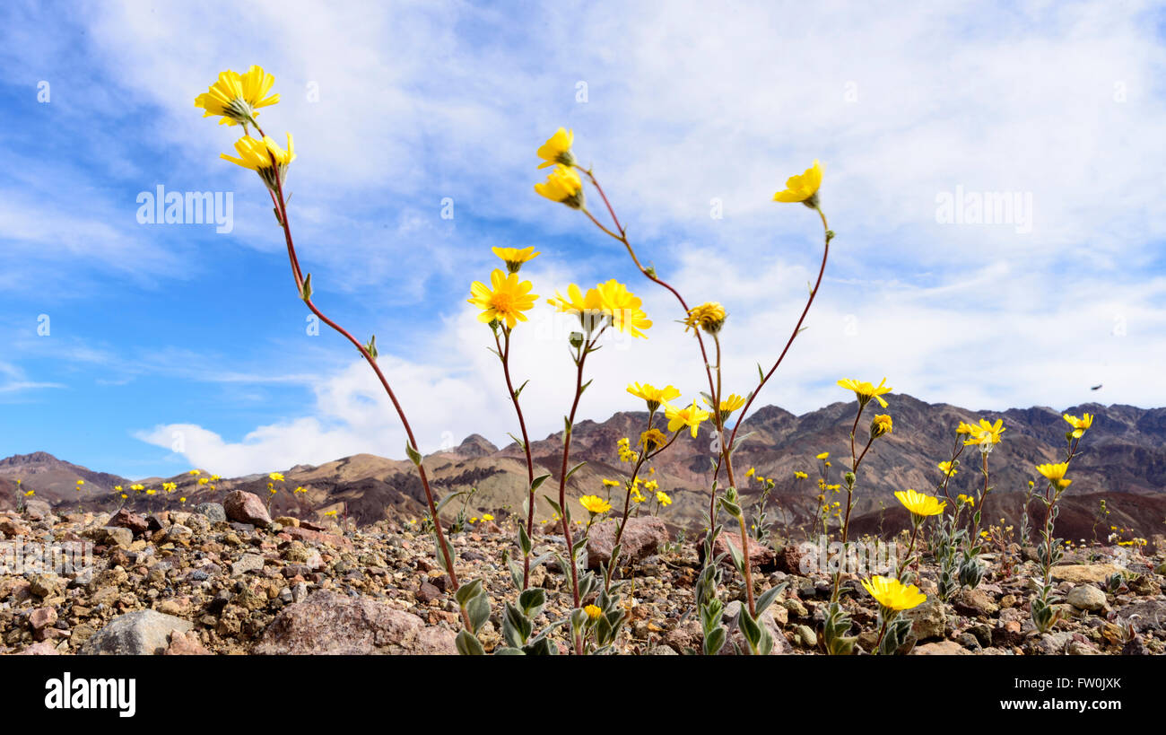 Les fleurs sauvages du désert contre le ciel bleu, les montagnes en arrière-plan. Banque D'Images