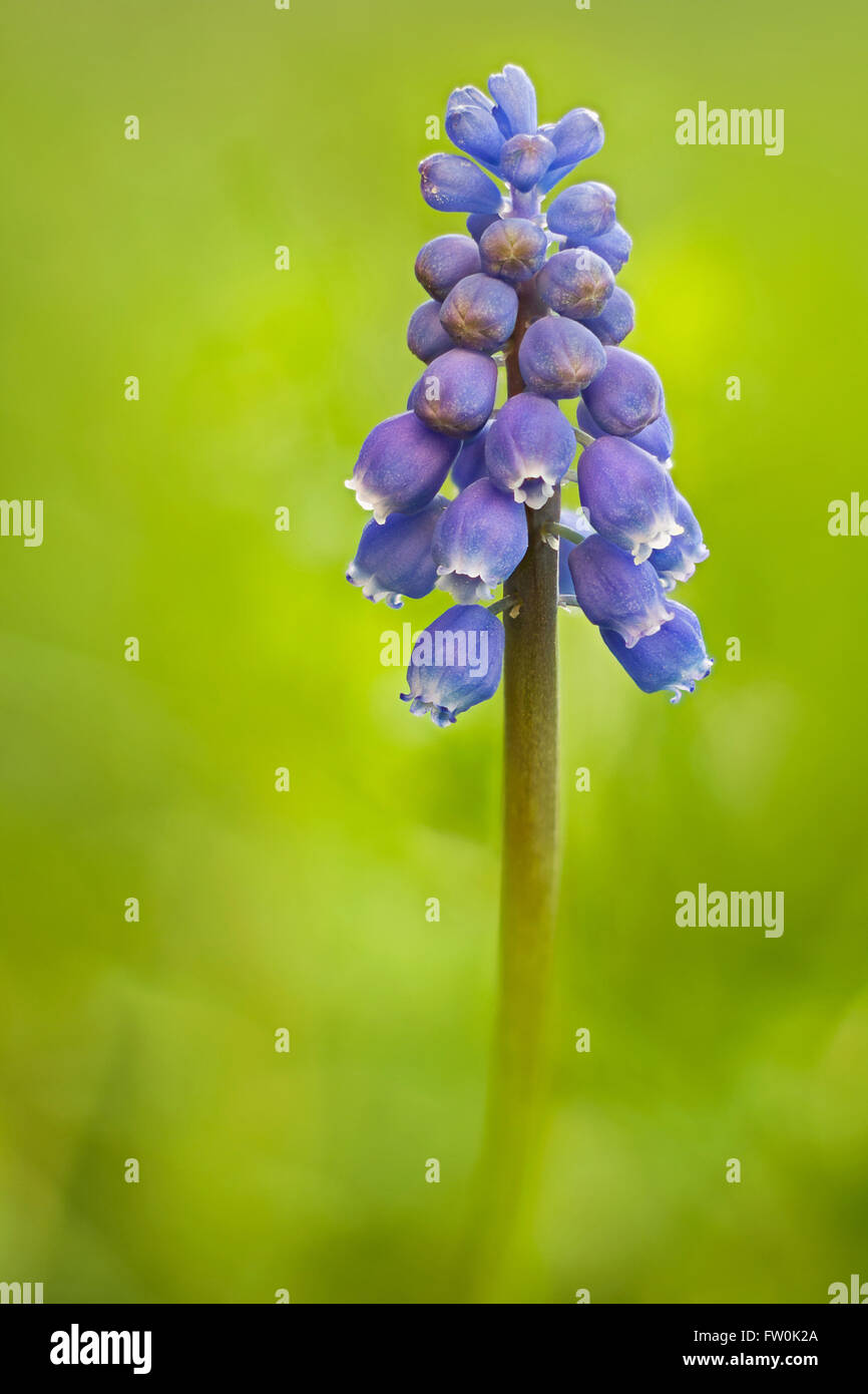 Grape hyacinth flower contre l'arrière-plan flou. Banque D'Images