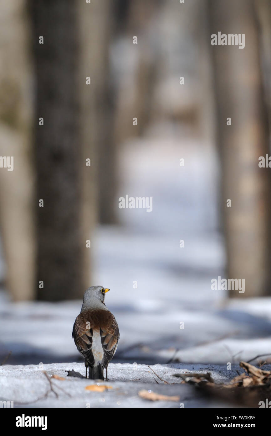 F (Turdus Fieldfare) dans la forêt enneigée au début du printemps. La région de Moscou, Russie Banque D'Images