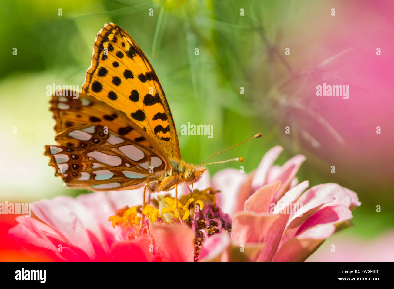 La reine d'Espagne fritillary papillon sur fleur. Banque D'Images