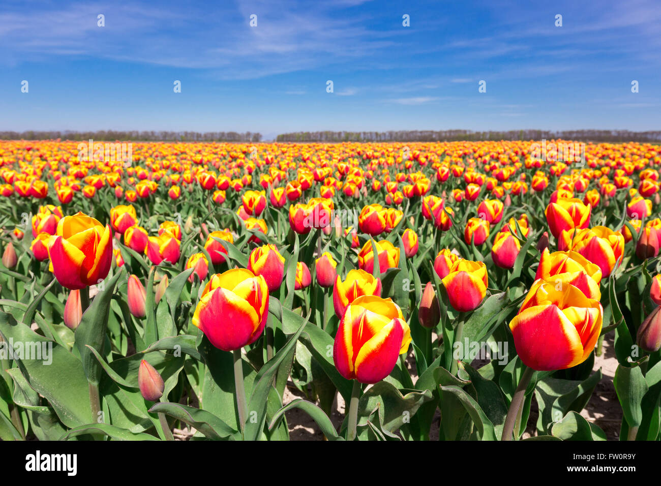 Champ de tulipes rouge avec des fleurs jaunes et bleu ciel aux Pays-Bas Banque D'Images