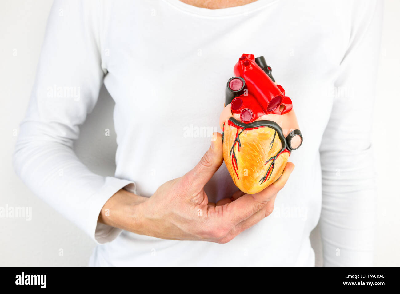 Femme hand holding coeur humain modèle dans l'avant du corps Banque D'Images