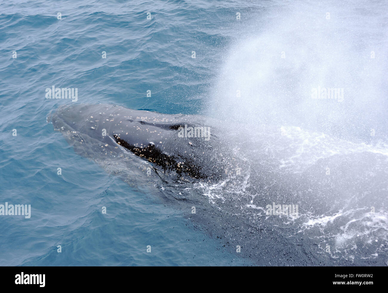 Une baleine à bosse (Megaptera novaeangliae) souffle Îles Sandwich du Sud, le sud de l'Ocean Banque D'Images