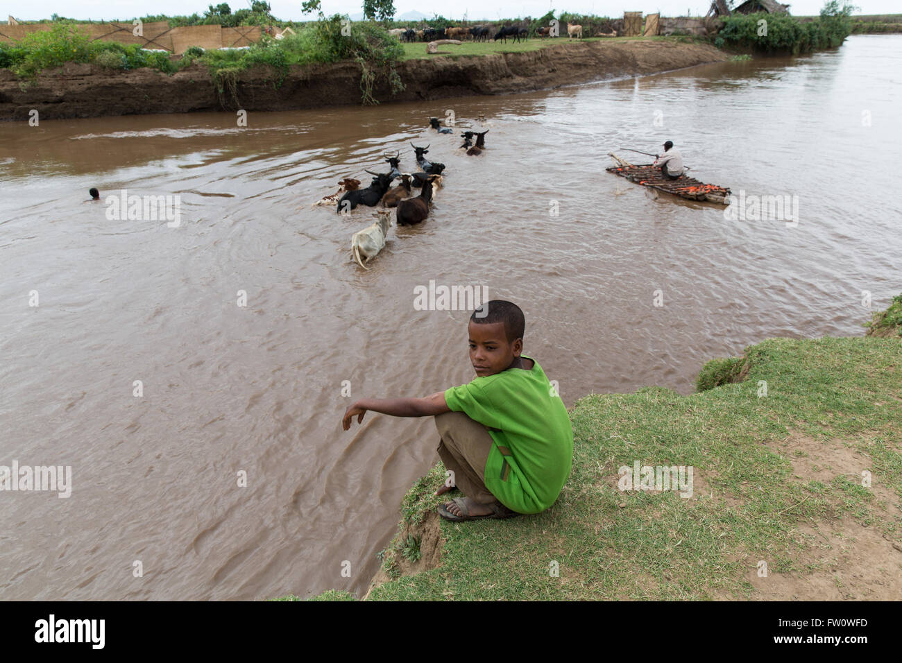 Meki River Delta, l'Éthiopie, octobre 2013 Dagega Sabglah, 38, l'élevage de bétail à travers le pâturage Meki river. Banque D'Images