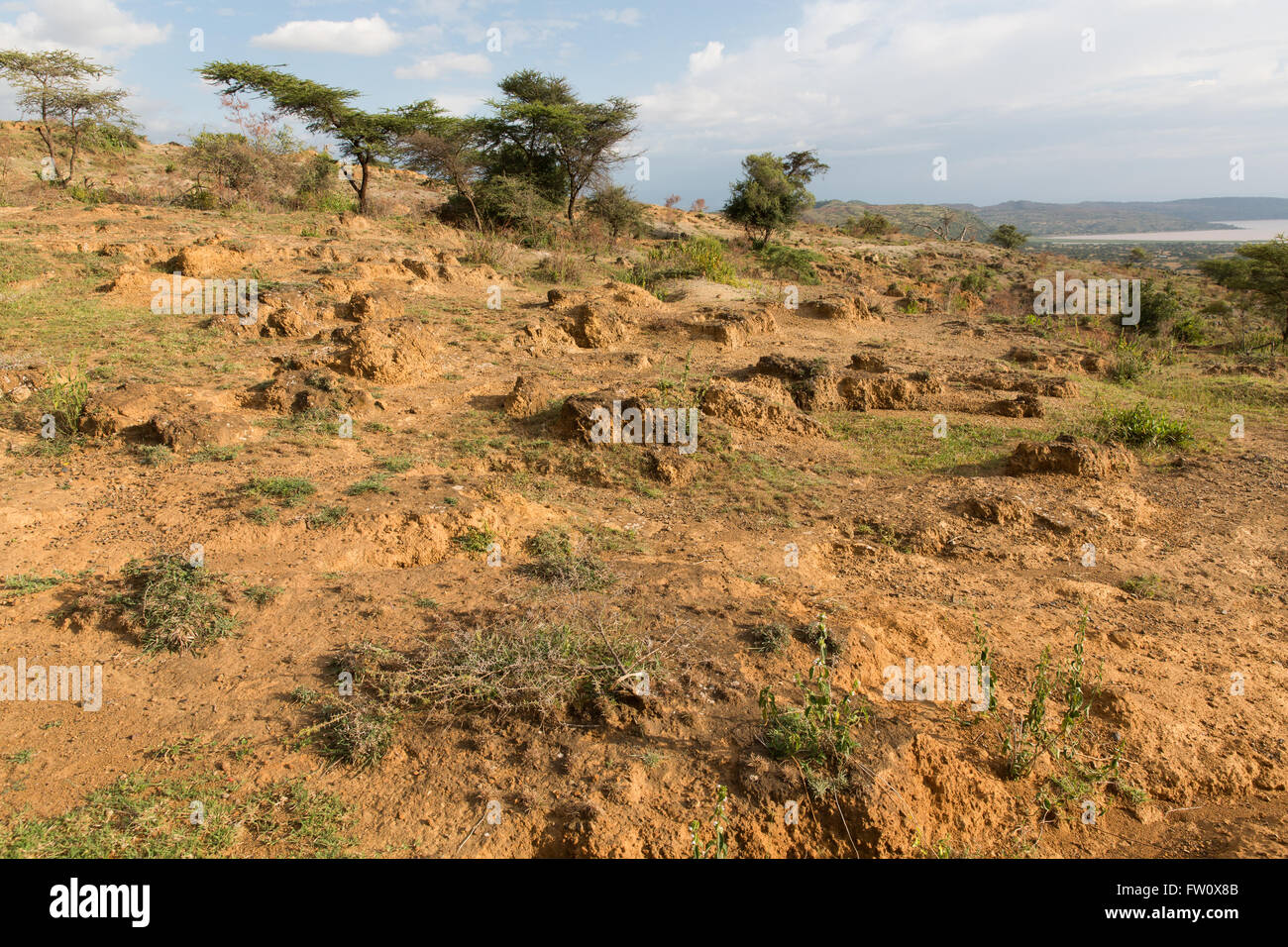 Alutu Ridge, lac Langano, Éthiopie, octobre 2013 de l'érosion causée par la déforestation. Banque D'Images