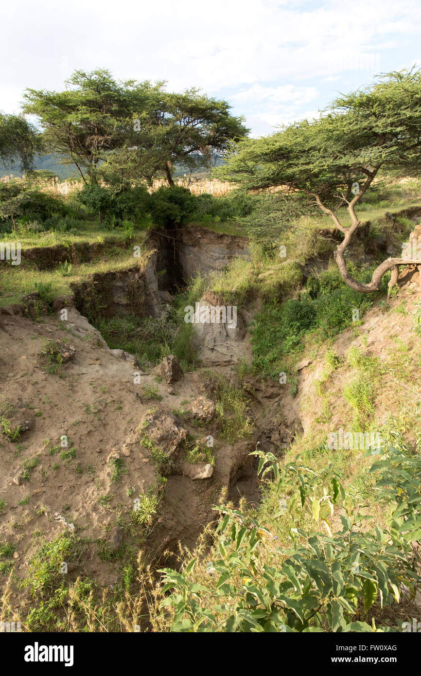 Alutu Ridge, lac Langano, Éthiopie, octobre 2013 le ravinement causé par la déforestation. Banque D'Images