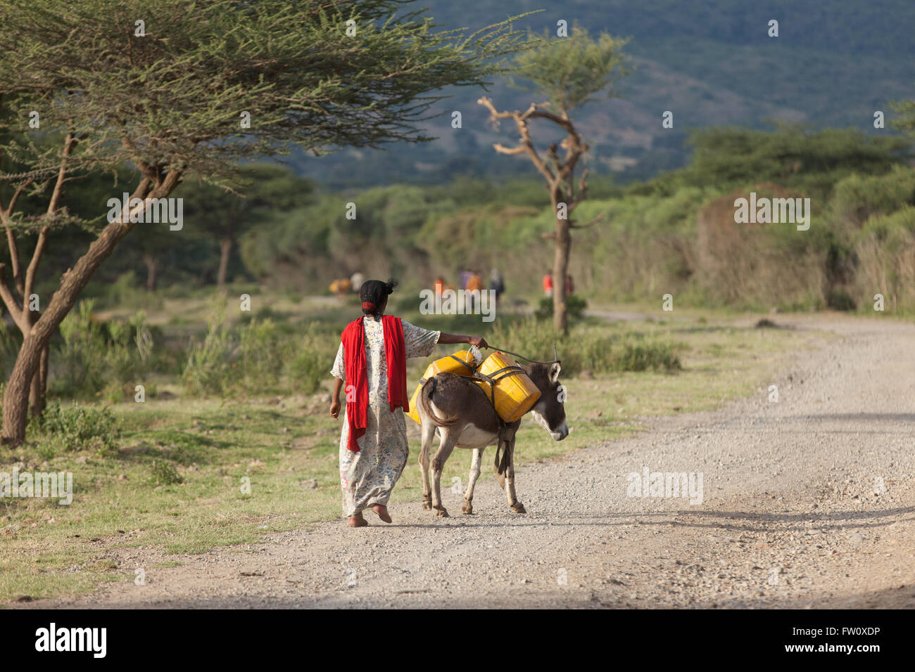 Lac Langano, Éthiopie, octobre 2013 une femme à la maison à l'aide d'un âne pour transporter l'eau du lac. Banque D'Images