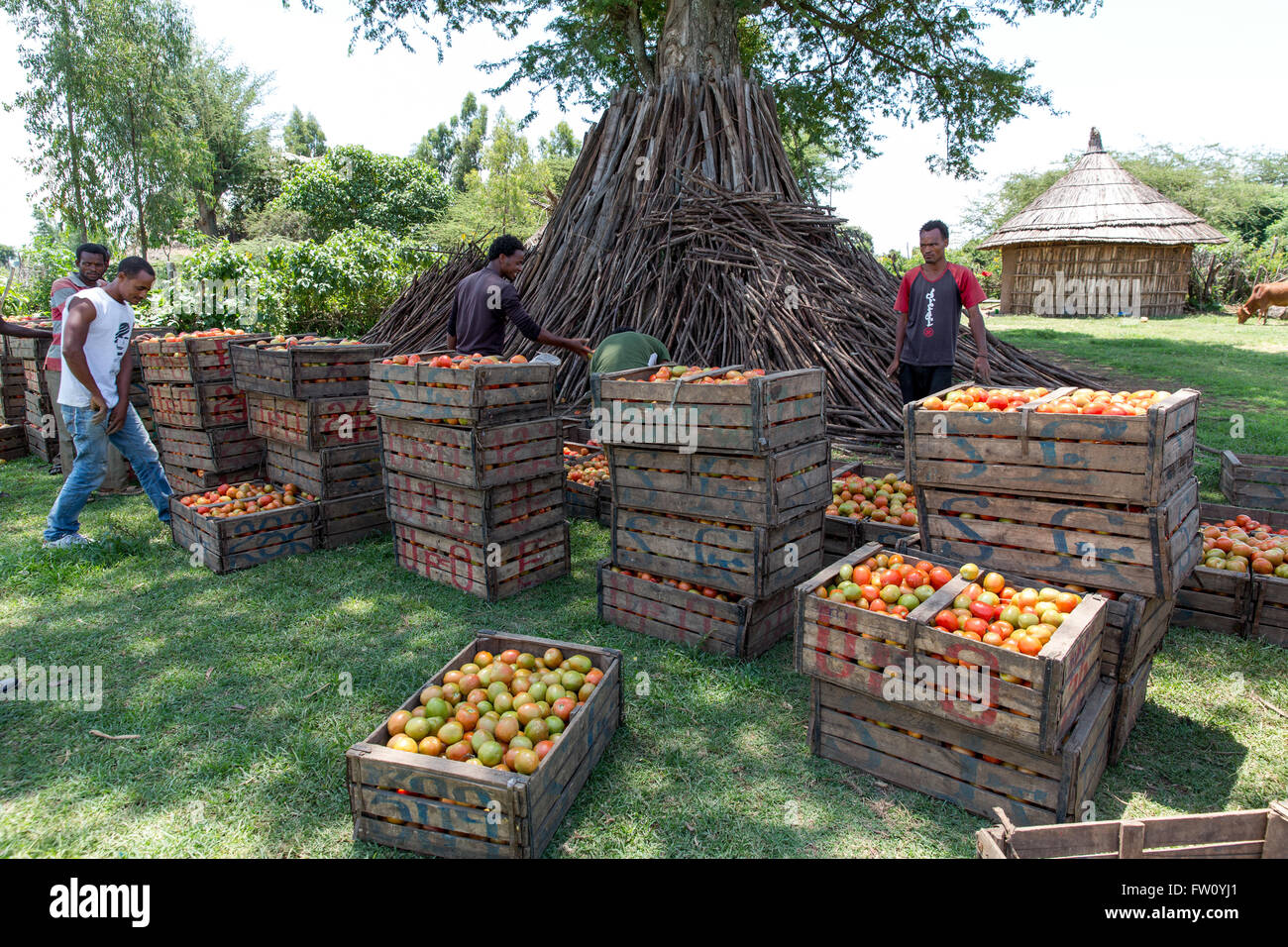 Meki River delta, Ziway, Éthiopie, octobre 2013 les prises pour empiler jusqu'à un transport ferme de tomate. Banque D'Images