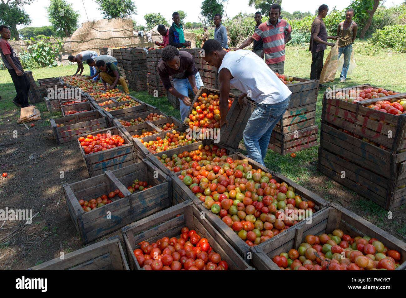 Meki River delta, Ziway, Éthiopie, octobre 2013 les prises pour empiler jusqu'à un transport ferme de tomate. Banque D'Images