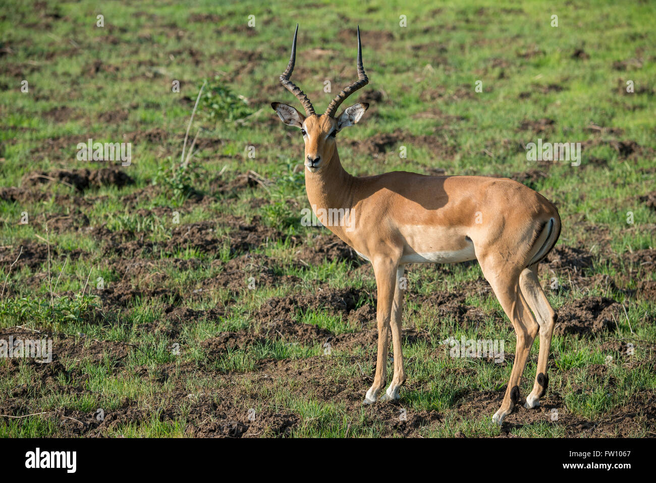 L'Afrique, la Zambie, le parc national de South Luangwa, près de Mfuwe. Impala (Aepyceros melampus) : sauvage. Banque D'Images