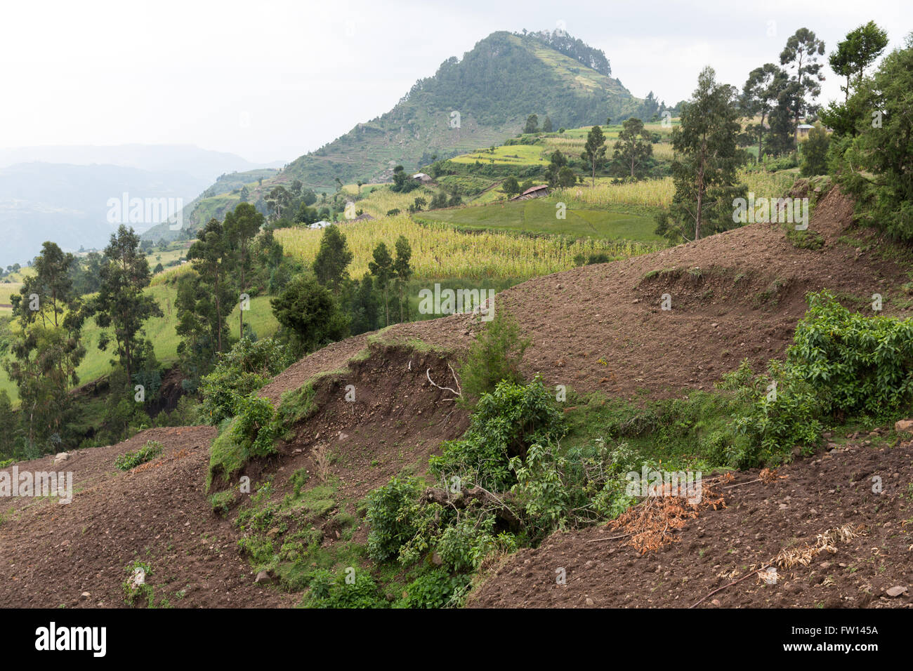 Wofwasha Kebele, Nord Shewa, Éthiopie, 2013 : les terres agricoles du Village, mal et en terrasses montrant des signes d'érosion. Banque D'Images
