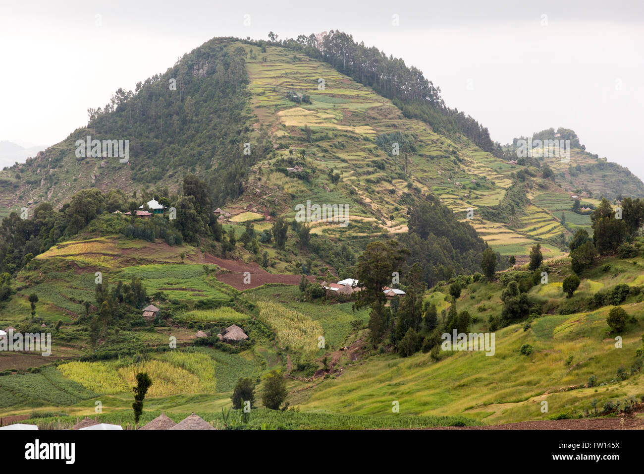 Nord Shewa, Éthiopie, Octobre 2013 : Forêt de genévrier enlevé sur des pentes abruptes pour créer des terres agricoles présentant des signes de l'érosion. Banque D'Images