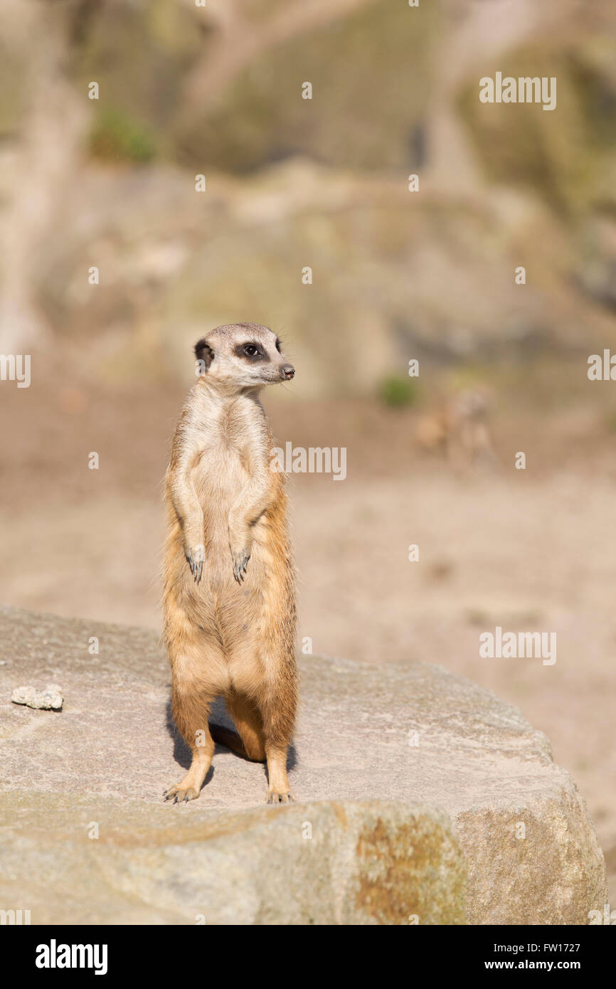 Un meerkat (Suricata suricatta) se dresse sur ses pattes arrière. L'animal est aussi connu sous le nom de suricate. Banque D'Images