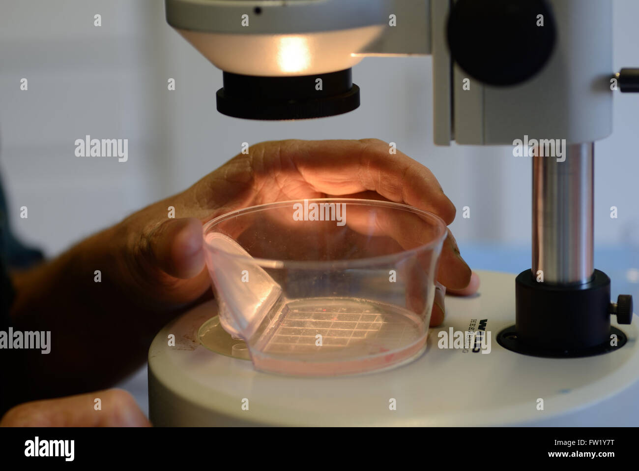 Un technicien recherche les veau vivant des embryons destinés à l'implantation dans une vache de substitution dans le cadre d'un programme de reproduction artificielle, Wes Banque D'Images