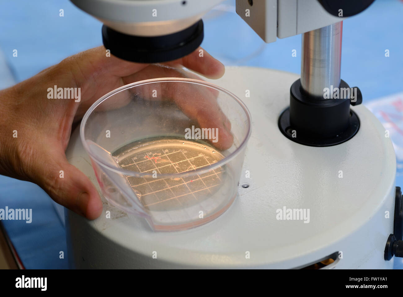 Un technicien recherche les veau vivant des embryons destinés à l'implantation dans une vache de substitution dans le cadre d'un programme de reproduction artificielle, Wes Banque D'Images