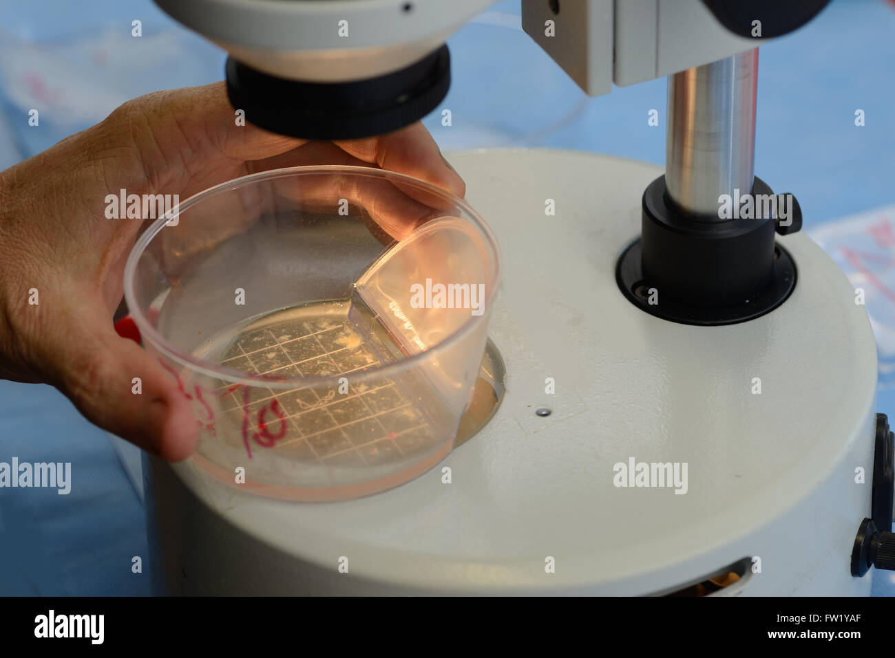 Un technicien recherche les veau vivant des embryons destinés à l'implantation dans une vache de substitution dans le cadre d'un programme de reproduction artificielle, Wes Banque D'Images