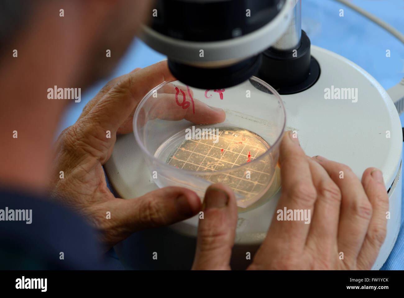Un technicien recherche les veau vivant des embryons destinés à l'implantation dans une vache de substitution dans le cadre d'un programme de reproduction artificielle, Wes Banque D'Images