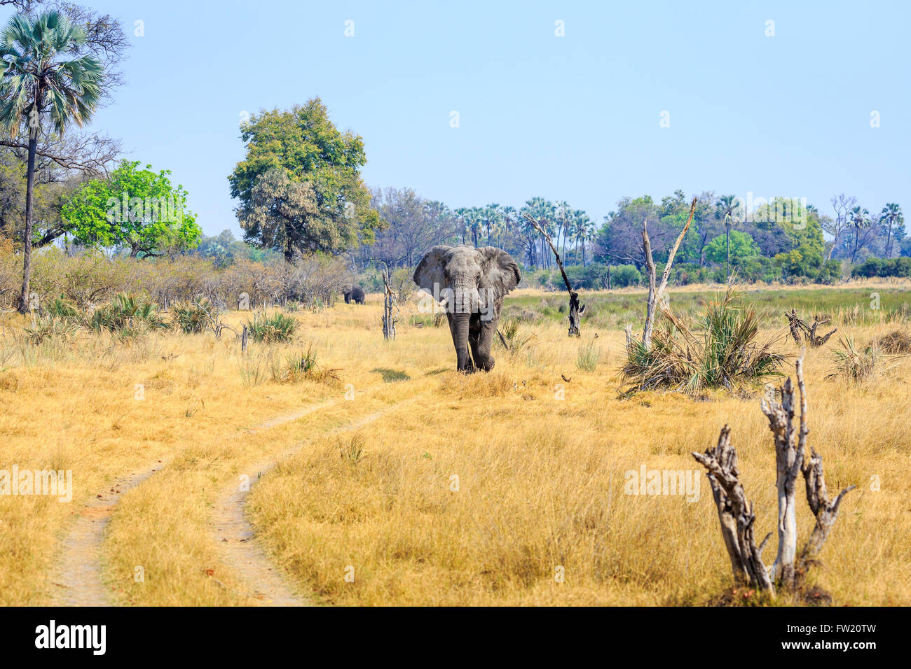 Seul individu African bush elephant (Loxodonta africana) près de Sandibe Camp, par le Moremi, Okavango Delta, Kalahari, Botswana, Africa Banque D'Images