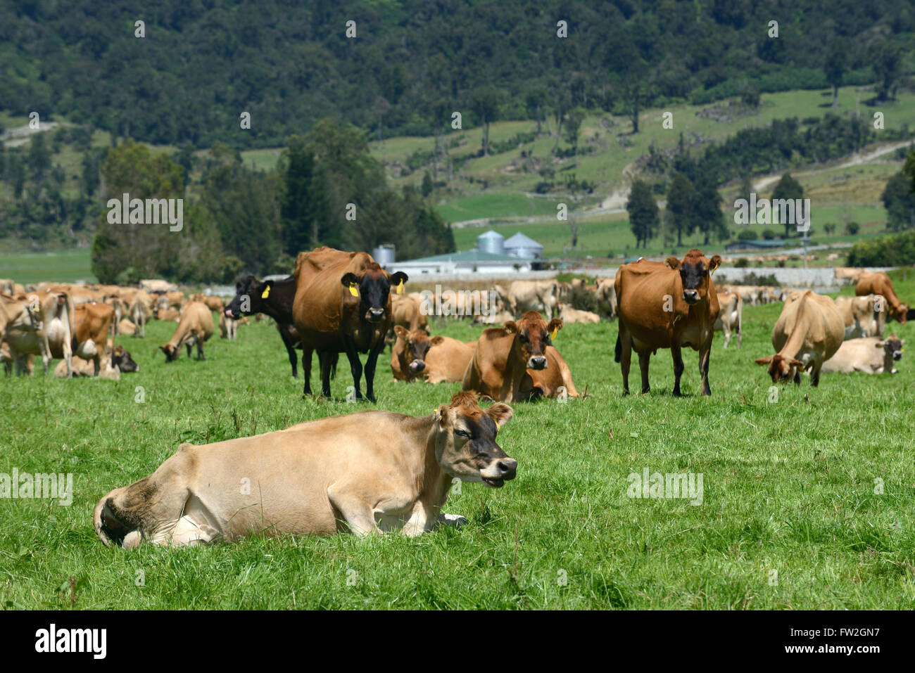 Un troupeau de vaches de Jersey se détendre après la traite sur une ferme  laitière de la côte ouest, Nouvelle-Zélande Photo Stock - Alamy