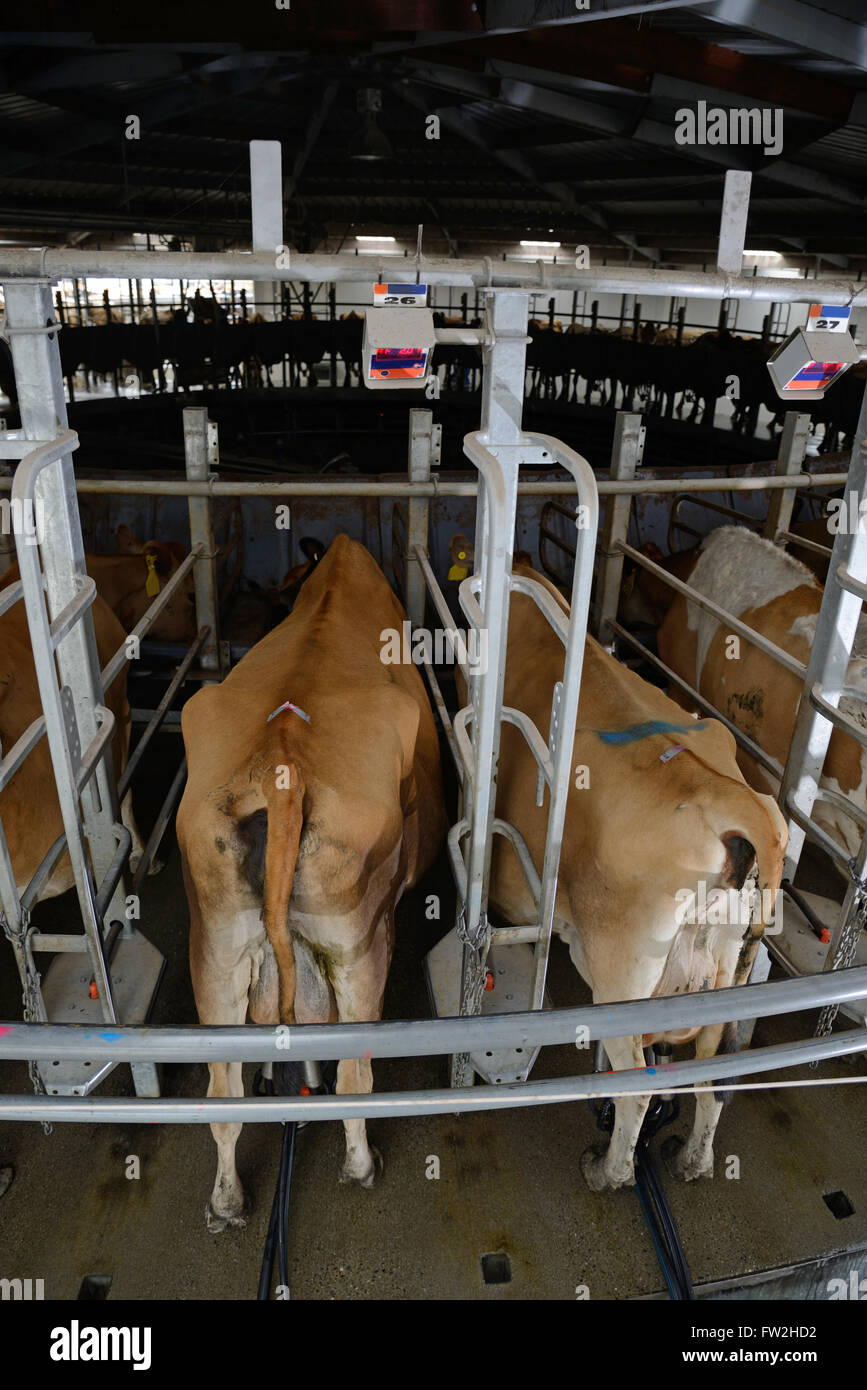 Vaches Jersey être traite dans un hangar rotatif Banque D'Images