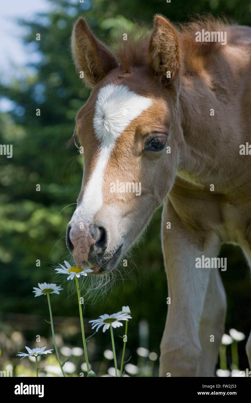 Bebe Poney Gallois Poulain Cheval Au Paturage De Champ De Fleurs De Printemps A Portland Oregon Photo Stock Alamy Bebe Poney Gallois Poulain Cheval Au Paturage De Champ De Fleurs De Printemps A Portland Oregon Photo Stock Alamy