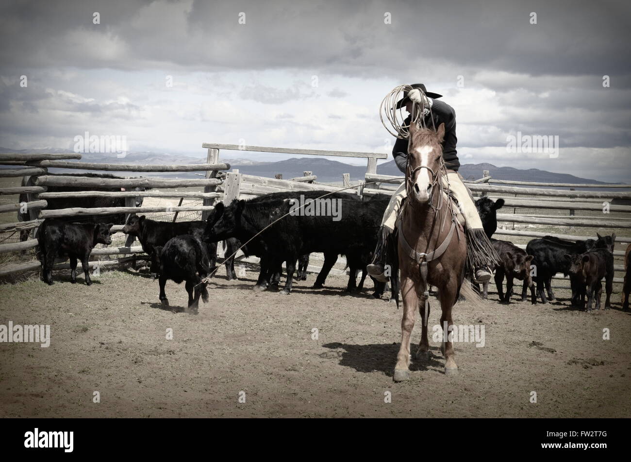 American Cowboy à cheval en faisant glisser l'image de marque de veau incendie. Bovins noir derrière lui et son cheval l'oseille Banque D'Images